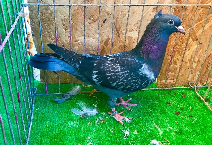 1CFEC1B1-E8CB-48C7-8A81-3538DF865EFF - Pui Zburator Beograd