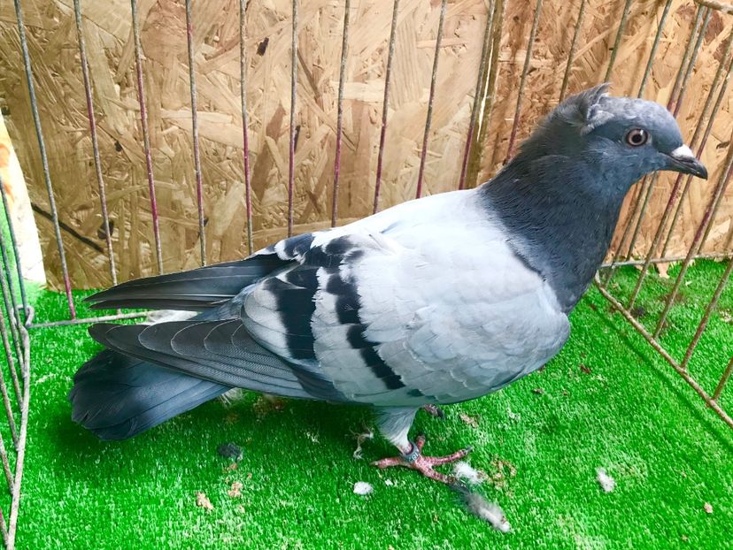 2DC865C3-70FA-4817-8D3E-560C6C32085E - Pui Zburator Beograd