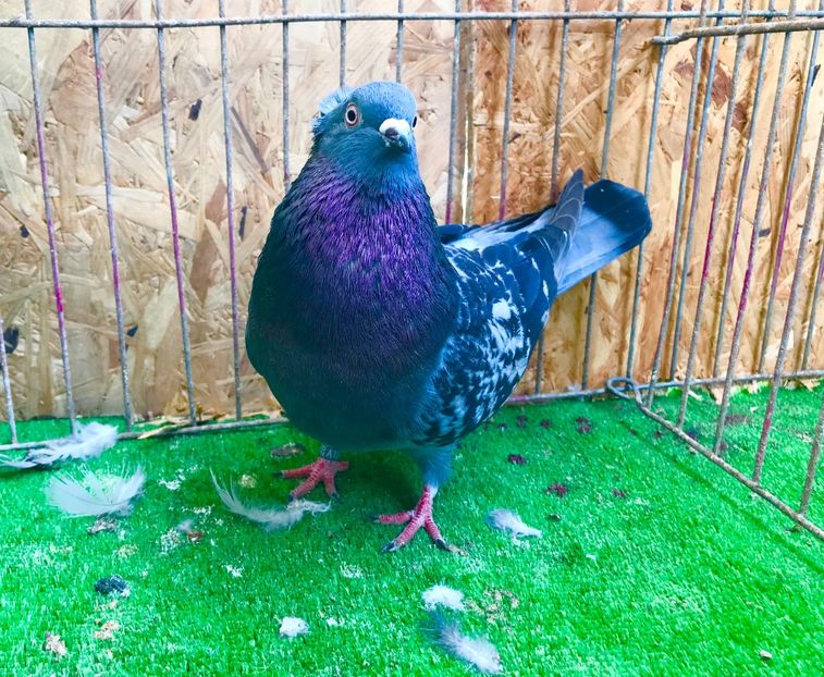 030E439E-CE00-462E-ACFF-3E51A6F8FDF0 - Pui Zburator Beograd