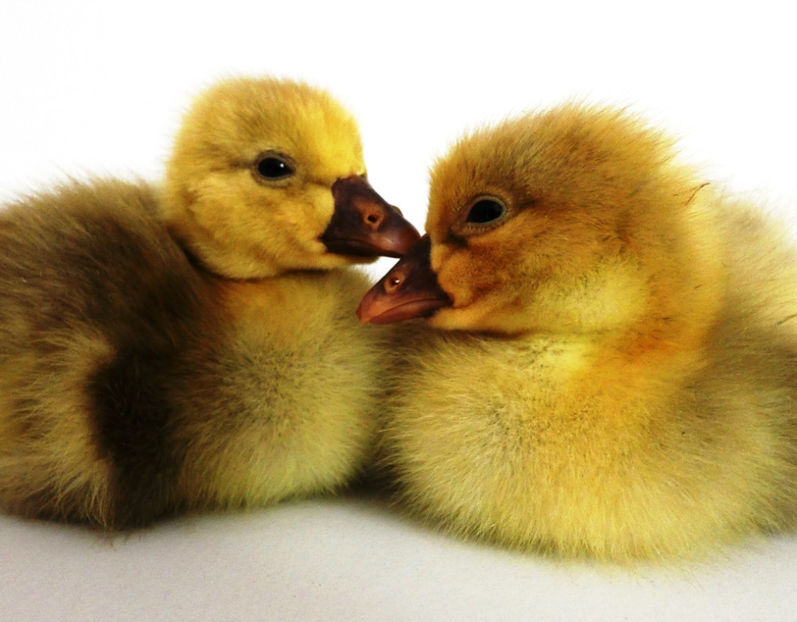 P1050642 - Gaste Holmogor