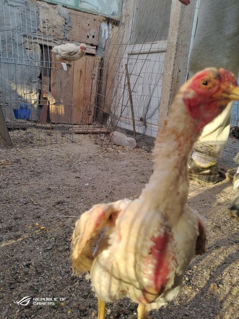 P_20200411_192608 - 2020