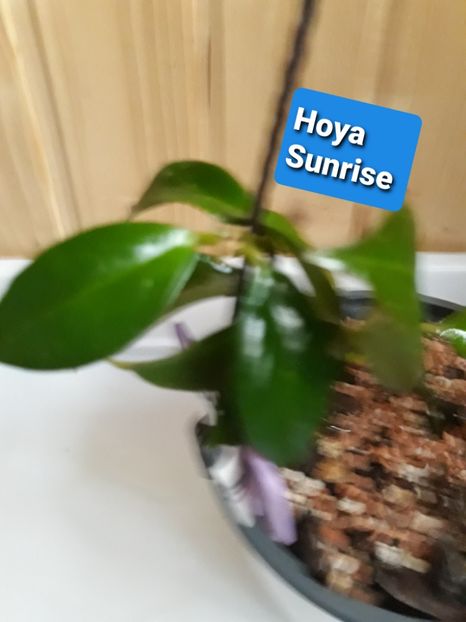  - hoya 2020