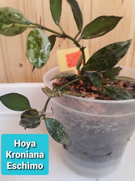  - hoya 2020