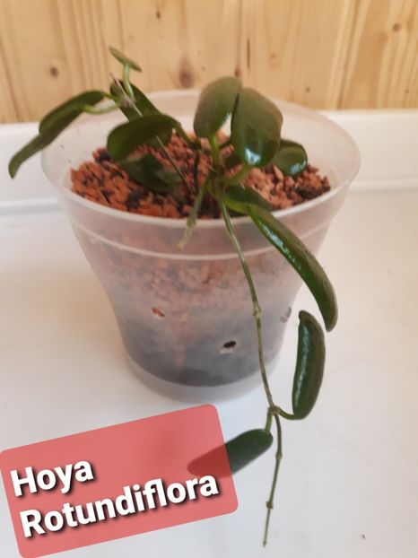  - hoya 2020