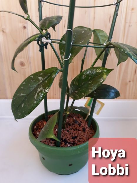 - hoya 2020