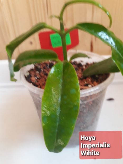  - hoya 2020