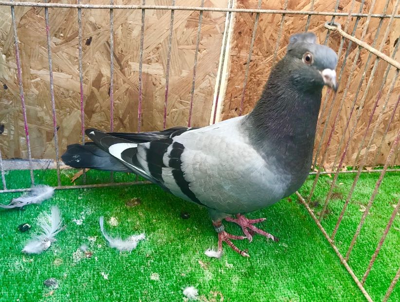 DBBACC15-D68E-4C54-BF40-F50CA0082C38 - Pui Zburator Beograd