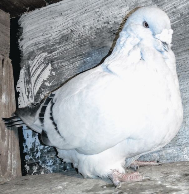  - - A - A - A - A- W A R N I N G !