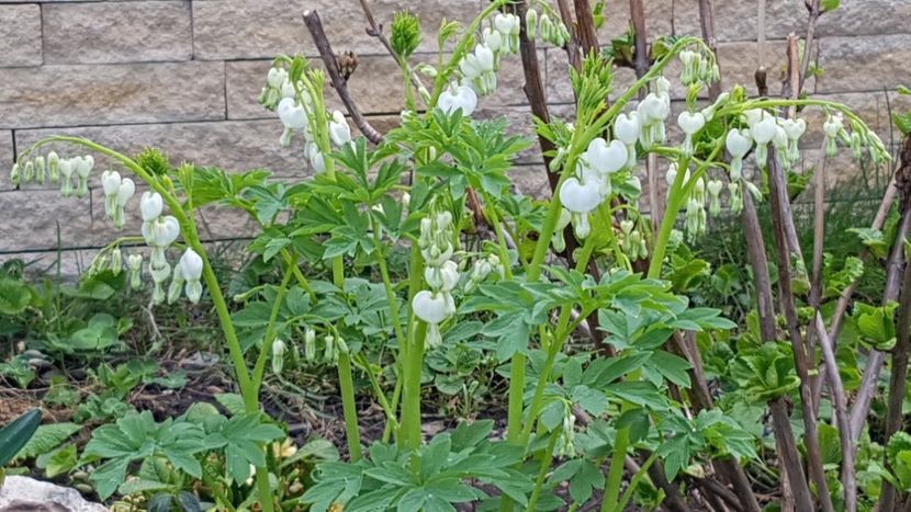 Dicentra alba - Aprilie 2020