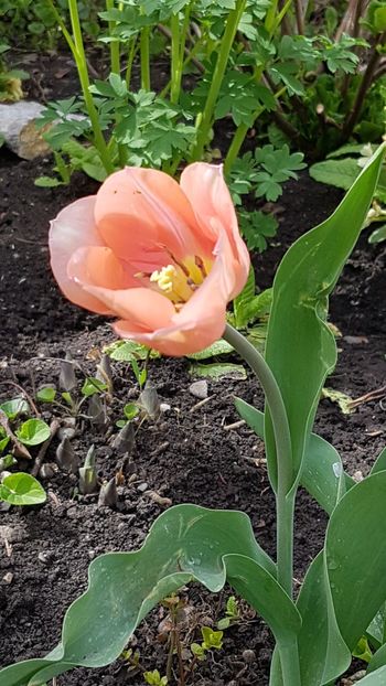 Laleaua preferata- Apricot Beauty - Aprilie 2020