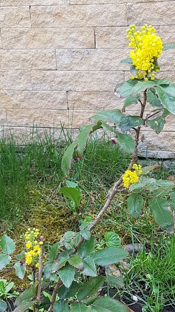 Mahonia-micuta dar a supravietuit unei mutari. - Aprilie 2020