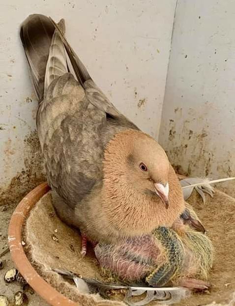  - NU AMI APARTIN 2020