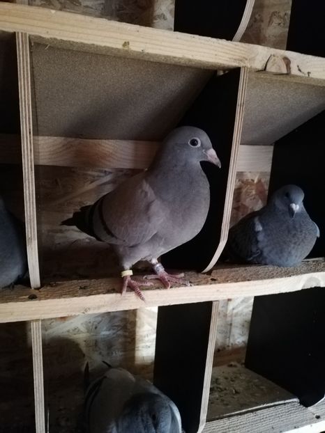  - 2020-Pui Seria întâi