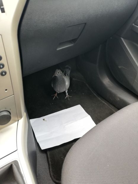  - 2020-Pui Seria întâi