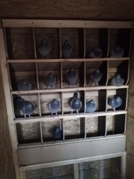  - 2020-Pui Seria întâi