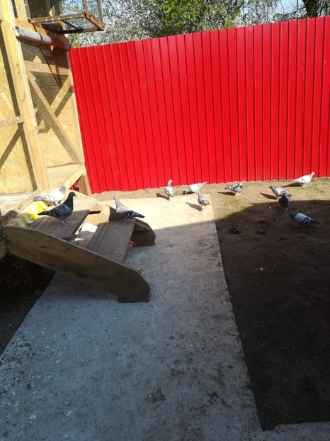 IMG-20200412-WA0010 - 2020-Pui Seria întâi