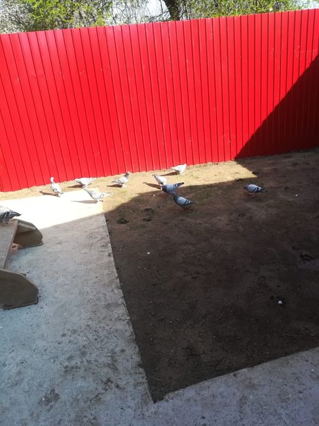 IMG-20200412-WA0011 - 2020-Pui Seria întâi