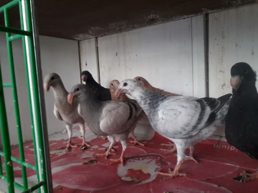  - Pui voiajori germani 2020