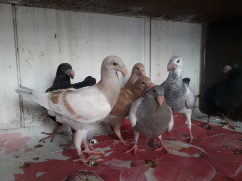  - Pui voiajori germani 2020