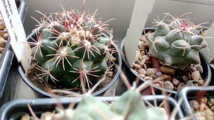 T. bicolor v. commodus - Thelocactus