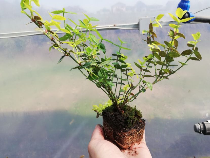 Euonimus - De daruit pentru bonsai
