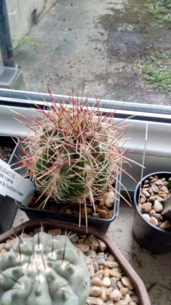 T. bicolor v. parras - Thelocactus