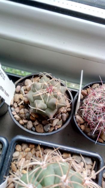 T. hexaedrophorus subs. kvetae - Thelocactus