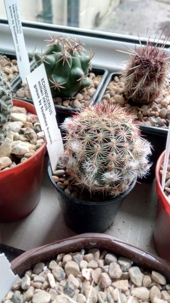 E. viridflorus subs. chloranthus HK 370 - Echinocereus