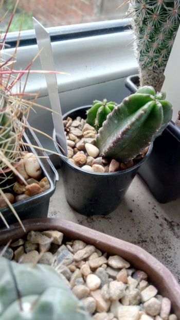 E. viereckii subs. moricalli - Echinocereus