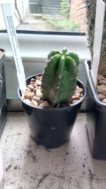 E. viereckii subs. moricalli - Echinocereus