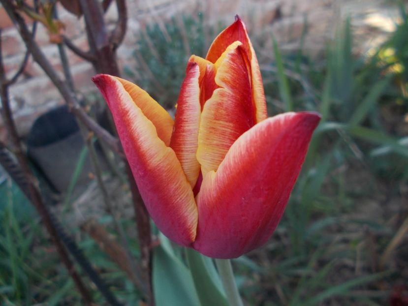  - 2020 Flori de gradina