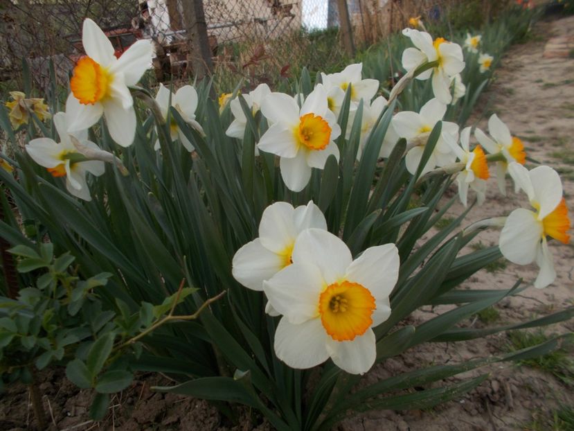  - 2020 Flori de gradina