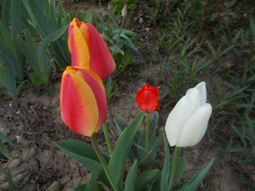  - 2020 Flori de gradina