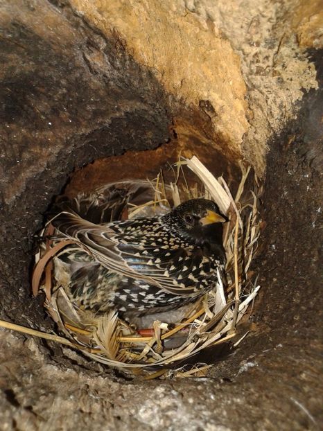  - AAAAAA_CUIB GRAURI 2018_2019_2020_2022_2023