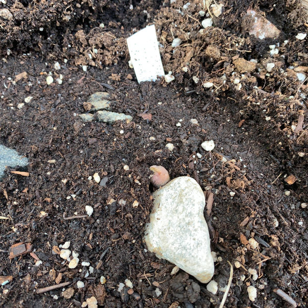 a rasarit!!! si numai eu stiu ce-i :) sper sa nu afle si veveritele :( - Jurnalul gradinii 2020