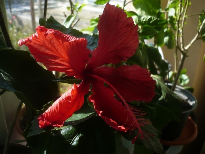 P1430595 - HIBISCUSI 2020-1