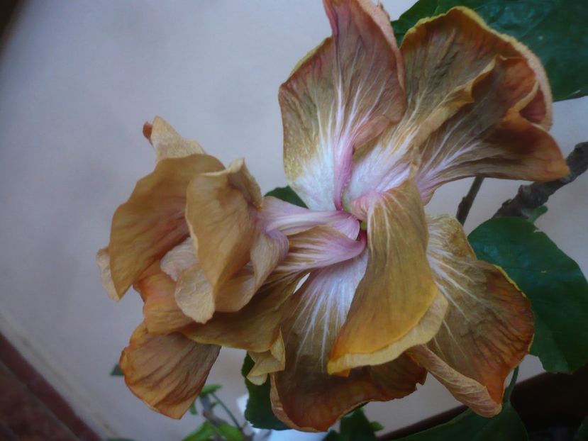 P1430596 - HIBISCUSI 2020-1