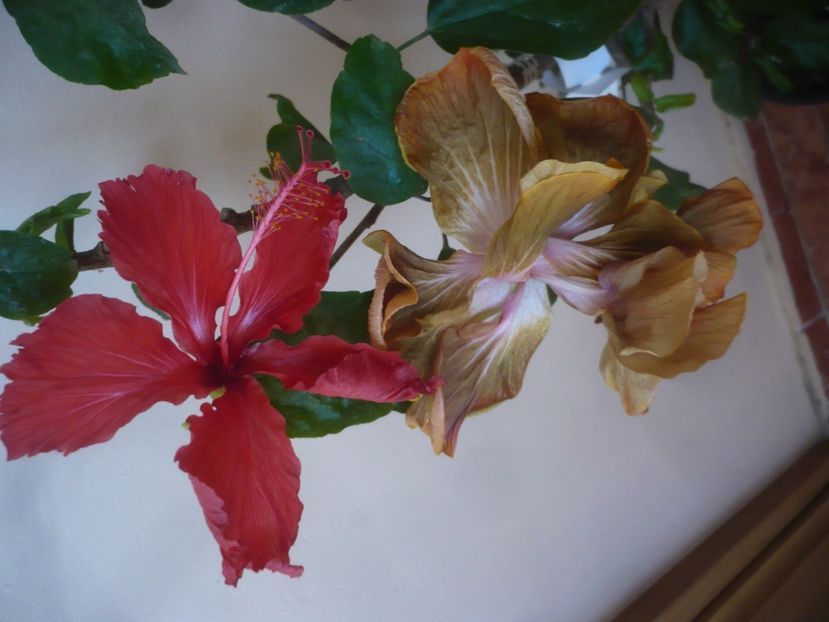 P1430597 - HIBISCUSI 2020-1