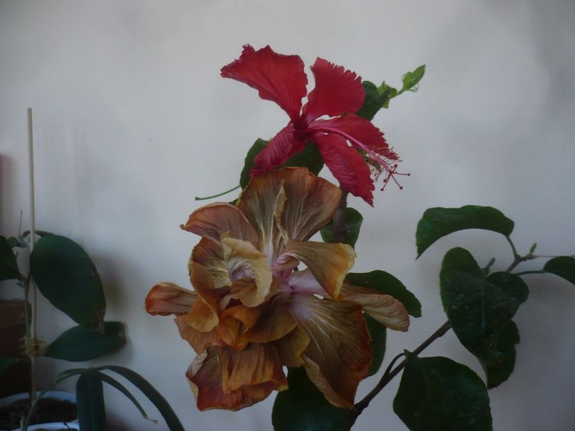 P1430599 - HIBISCUSI 2020-1