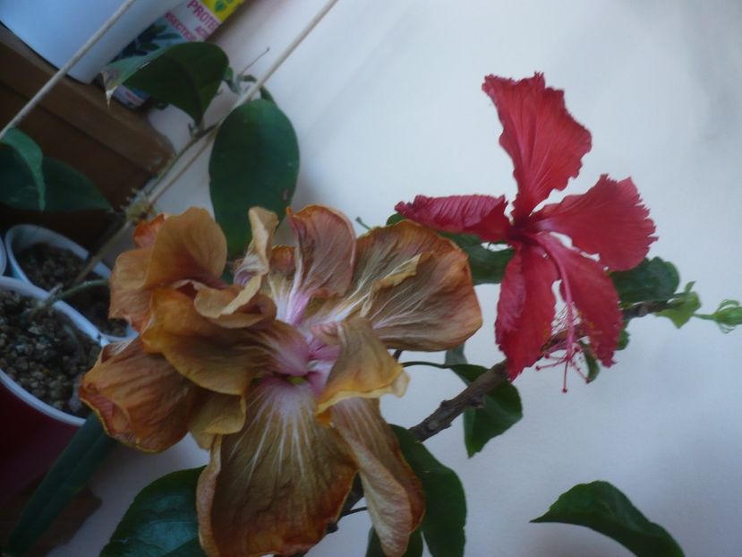 P1430600 - HIBISCUSI 2020-1