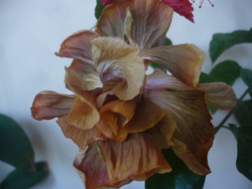 P1430601 - HIBISCUSI 2020-1