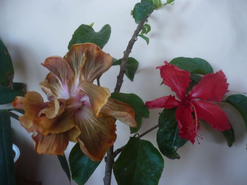 P1430602 - HIBISCUSI 2020-1