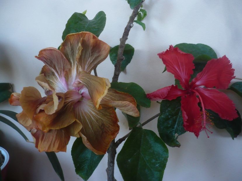 P1430603 - HIBISCUSI 2020-1