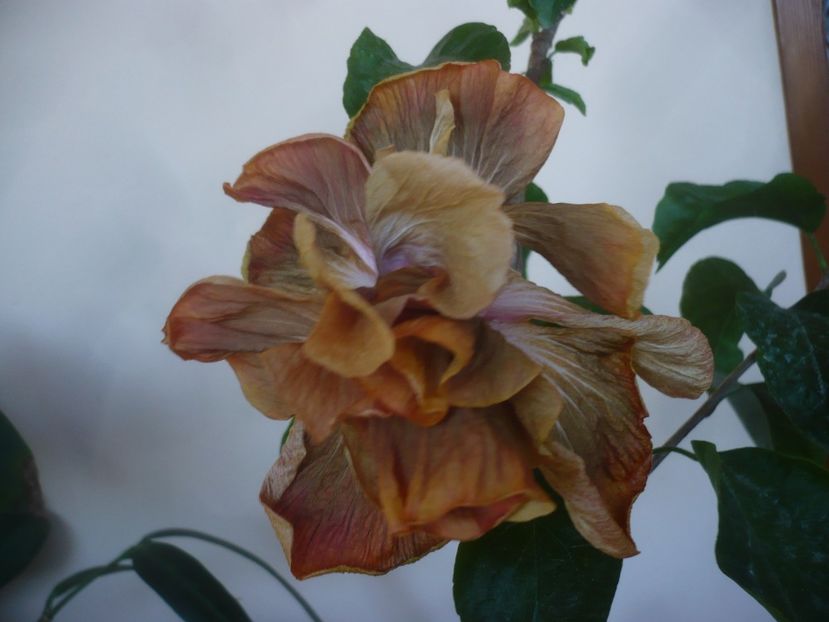 P1430604 - HIBISCUSI 2020-1