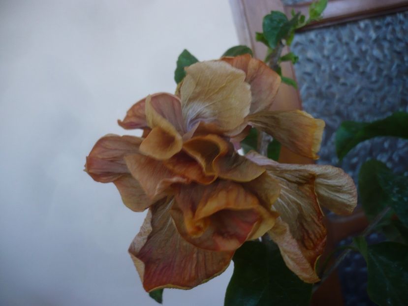 P1430605 - HIBISCUSI 2020-1