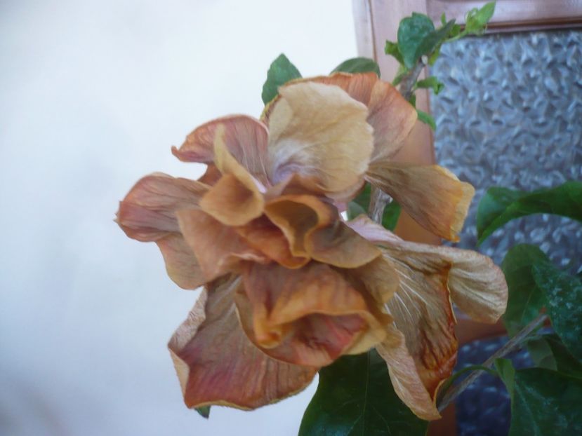 P1430606 - HIBISCUSI 2020-1