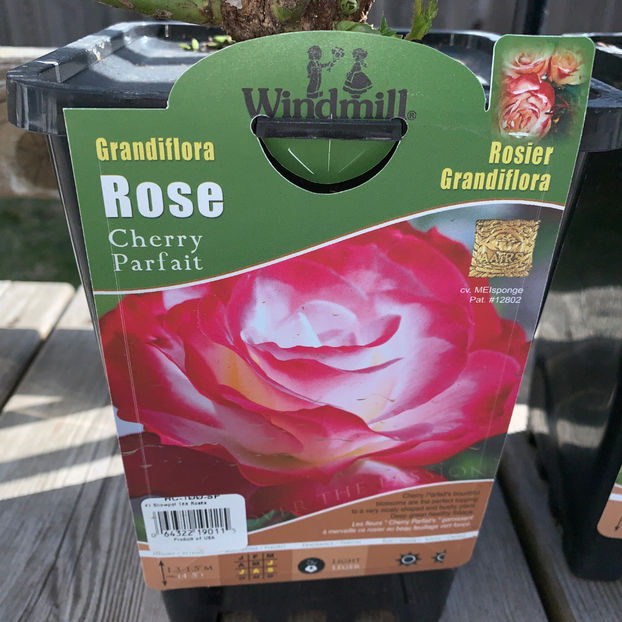  - Jurnalul gradinii 2020