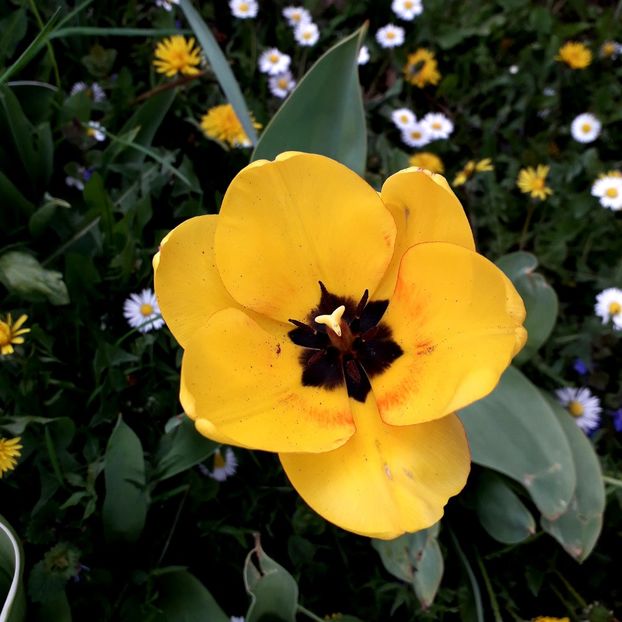  - AAAA_LALELE 2019_2020_2022_2023