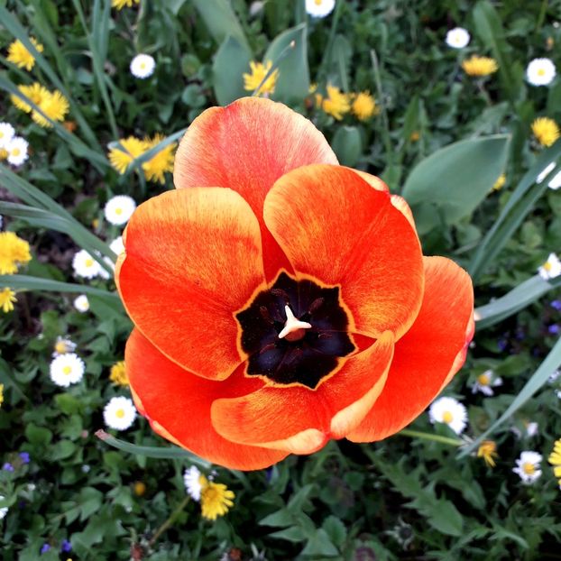  - AAAA_LALELE 2019_2020_2022_2023