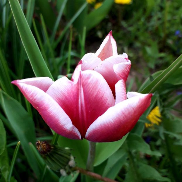  - AAAA_LALELE 2019_2020_2022_2023